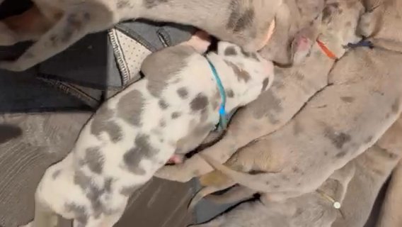 Queso—Lilac Fawn Male Great Dane in Lexington, North Carolina