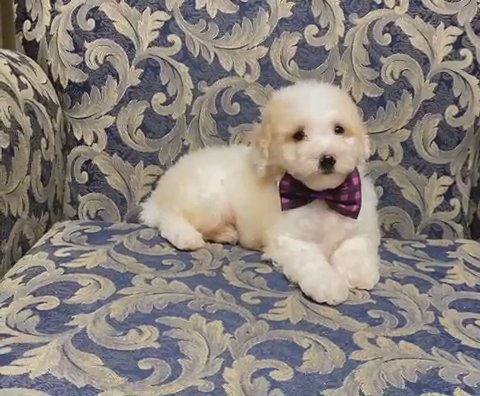 Gorgeous Cooper in Campbellsville, Kentucky