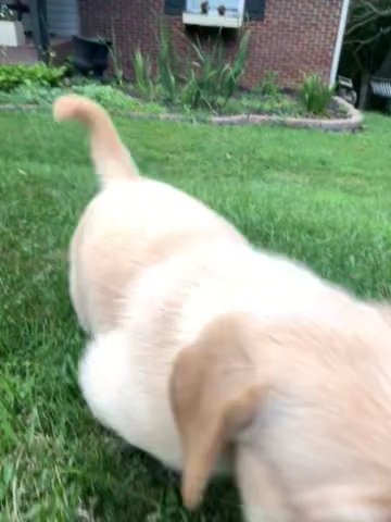 Labrador Retriever in Boone, North Carolina