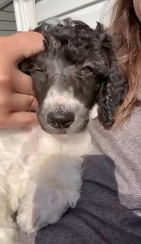 AKC Poodle Female in Easton, Maryland