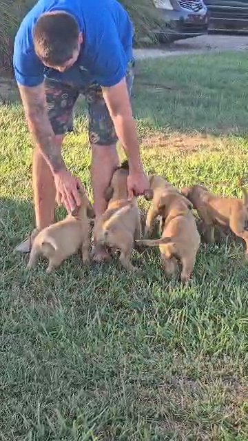 Muscle-Mastiff Puppies in Zanesville, Ohio