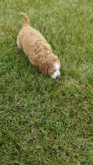 Denzel in Goshen, Indiana
