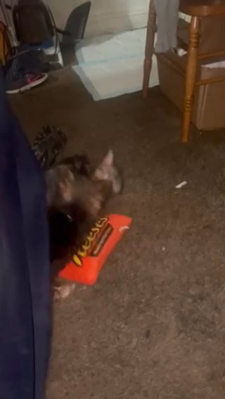 Puppy Play in Baltimore, Maryland