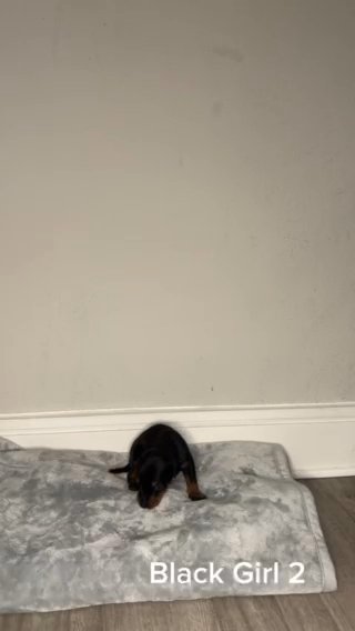 Adorable Doberman Puppies for Sale in Houston, Texas