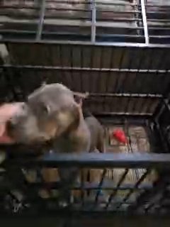baby bulls in Slidell, Louisiana