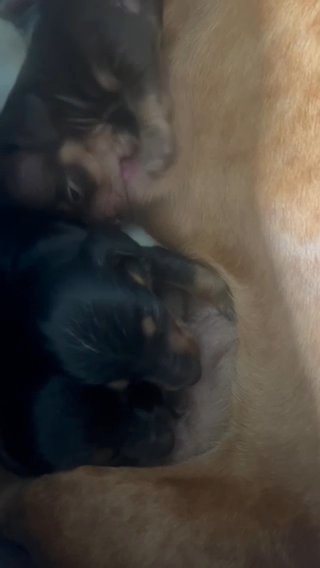 Sarah - Blk And Tan SH Female in Brattleboro, Vermont