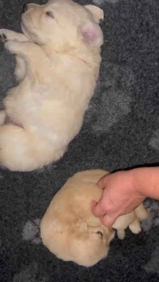 Golden Retriever Puppies in Murfreesboro, Tennessee