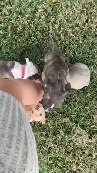 American Bully Puppies in Dickson, Tennessee
