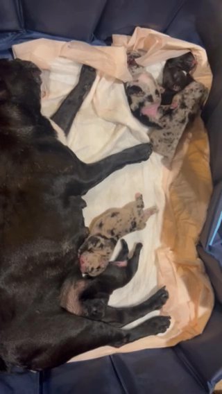 French Bulldog Puppies in Houston, Texas