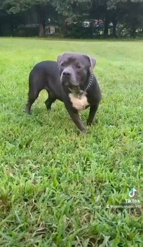 American Bully Male in Shelby, North Carolina