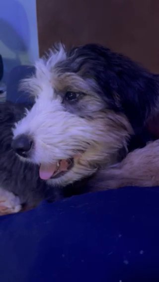Beau - Potty Trained in Lilburn, Georgia