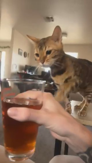 2 Bengal Cats. 1 Male 1 Female in El Paso, Texas