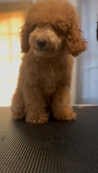 Rambo in Stonecrest, Georgia
