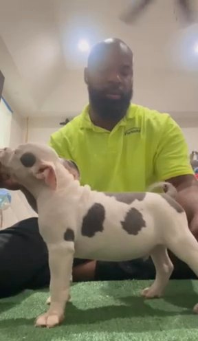 Beautiful Male Available in St. Cloud, Florida
