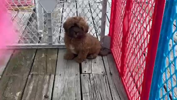 Teddy Bear in Cambridge, Maryland