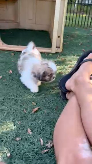 Shihtzu Puppies in Greenwood, South Carolina
