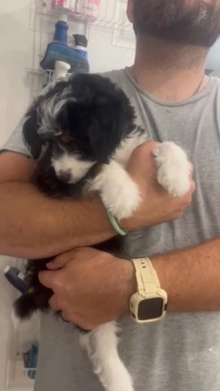 Miko in Coventry, Rhode Island
