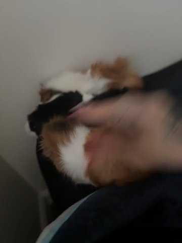 Guinea Pigs in Henrietta, New York