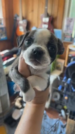 Blue in Pittsburgh, Pennsylvania