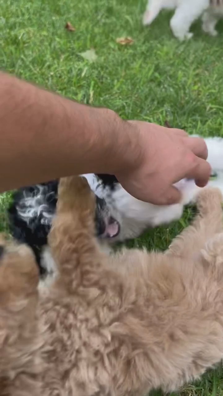 Chance Akc mini poodle in South Bend, Indiana