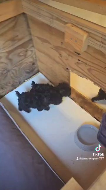 Black Yorkies in Columbia, South Carolina