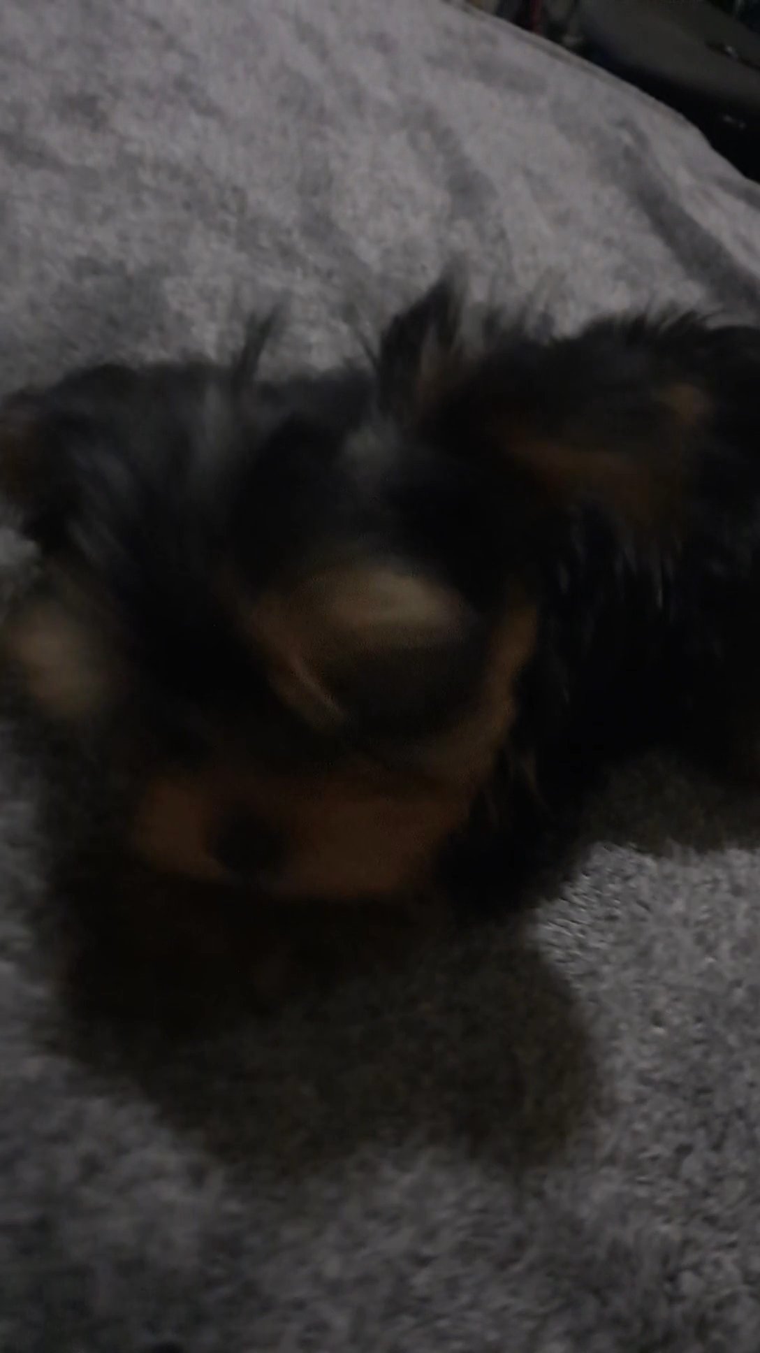 Yorkie puppies in Fresno, California