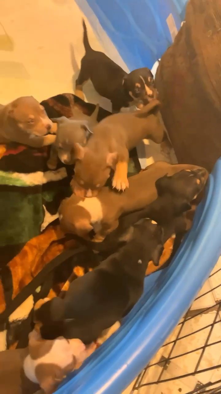 mom n dad tri pocket bullys 4sale in Dallas, Texas