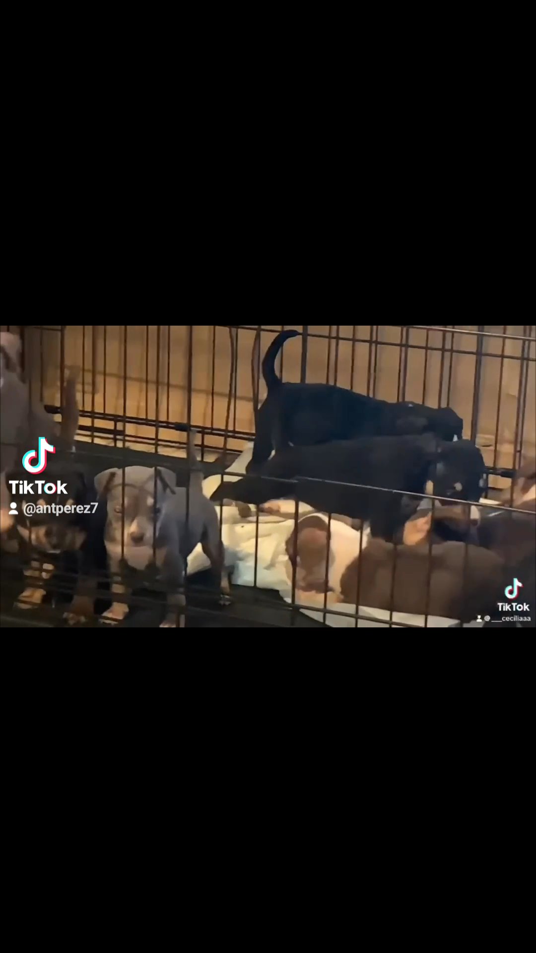 tri pocket bullys in Dallas, Texas