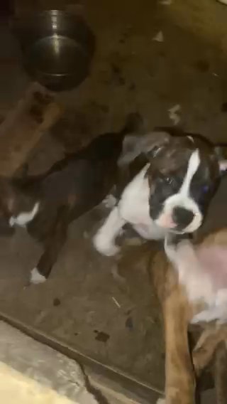 Boxers 8 Weeks in Coeur d'Alene, Idaho