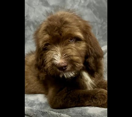 Aussiedoodles in Lakeland, Florida