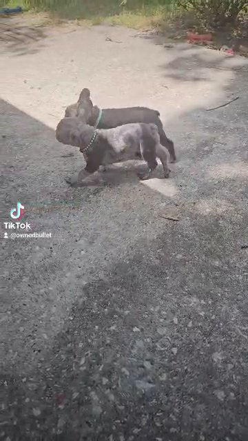 "Winston" Merle frenchie ? in Houston, Texas