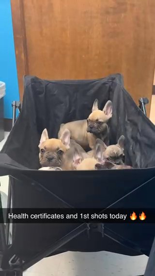 Frnech Bulldogs in Lakeland, Florida