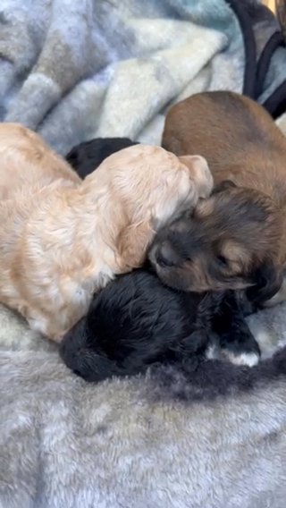 Goldendoodle Puppies in Ephrata (Township), Pennsylvania