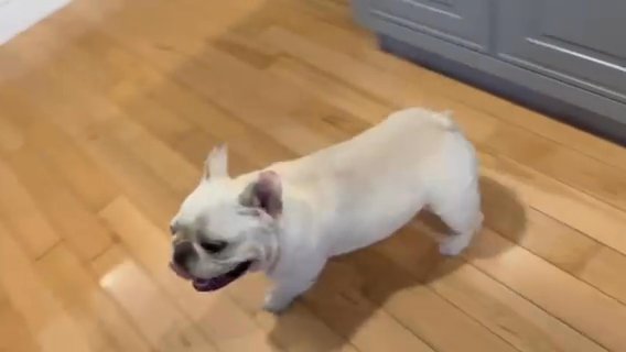 French Bulldog in San Francisco, California