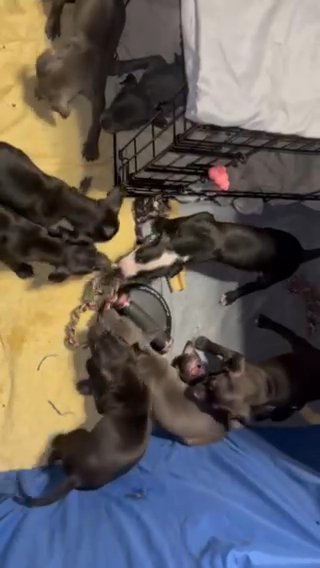 Dobberman/Pitbull Puppies in Staten Island, New York