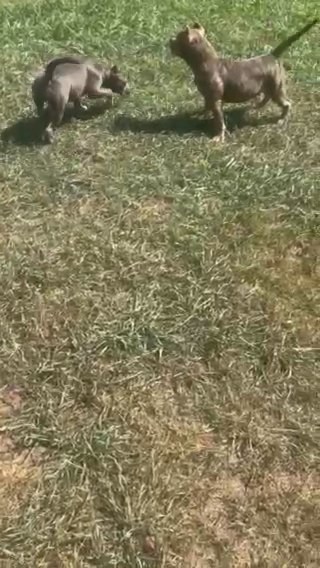 Bully in Nashville, Tennessee