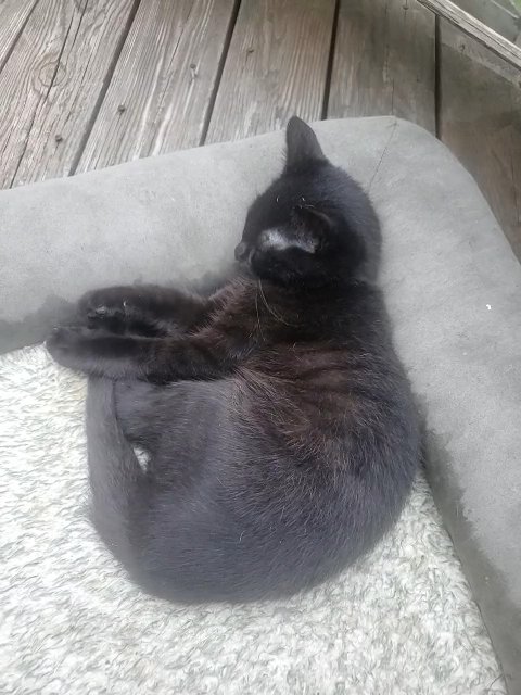 Female Mixed Russian Black (SOLD) in Chantilly, Virginia