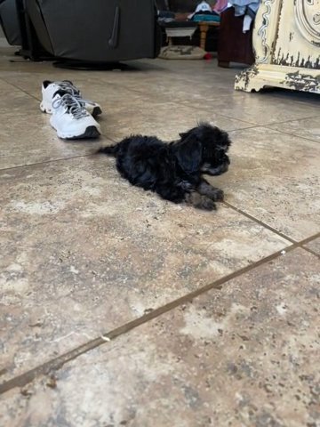 Toy F1B Cavapoo in Andrews, Texas