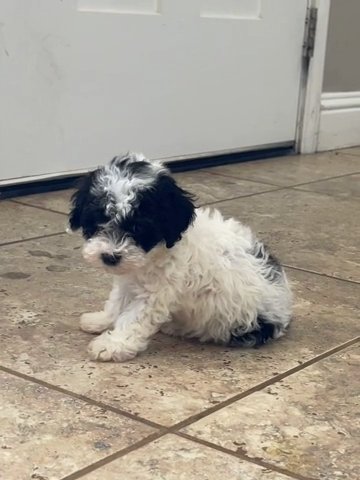 Toy F1b Cavapoo in Andrews, Texas