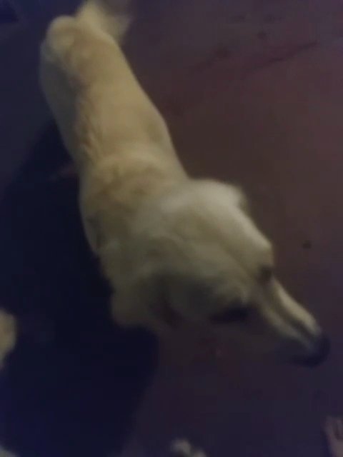 Cream Golden Retreivers in Gonzales, Louisiana