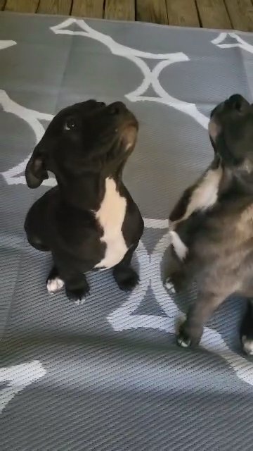 5-month Old Puppy in Huntington, West Virginia
