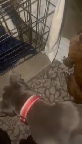 Your Next Furbaby Is Waiting For You! in Stonecrest, Georgia