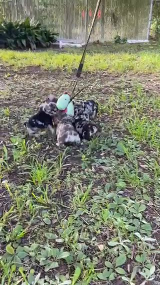 Blue Merle Frenchies in Beaumont, Texas
