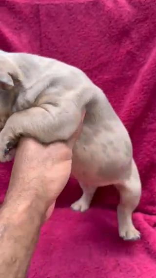 AKC Blue/fawn Merle French Bulldog Puppy in Durham, North Carolina