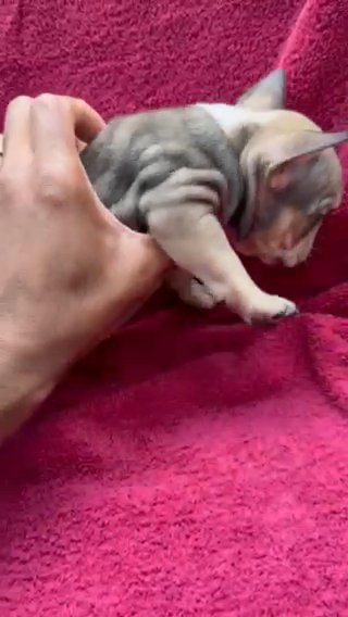 AKC Sable/tan Points Male French Bulldog Puppy in Durham, North Carolina