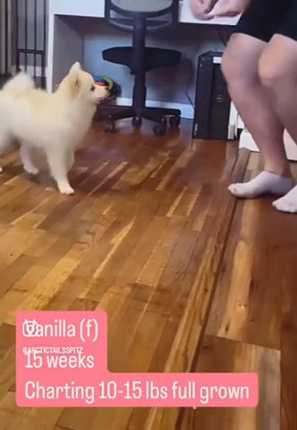 Pomsky / Arctic Spitz in Roseburg, Oregon