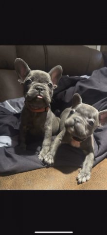Check Timeline for better Quality. Blue Lilac Frenchies in San Francisco, California