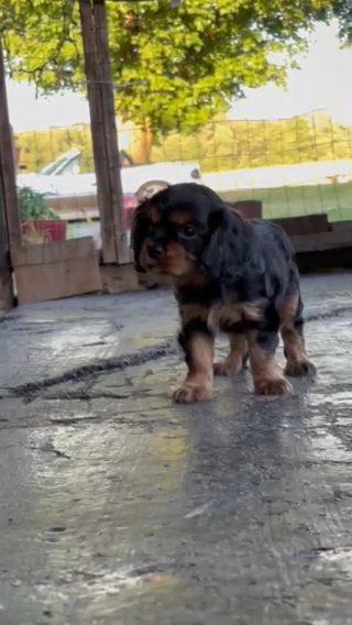 OFAs+ Health Cavalier king Charles in Buffalo, New York