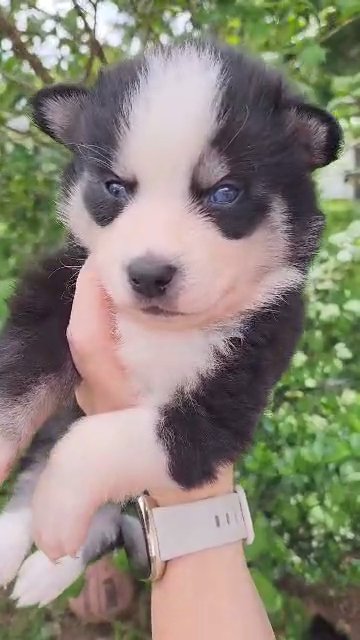 Toy Pomsky baby boy toy micro size in Gastonia, North Carolina