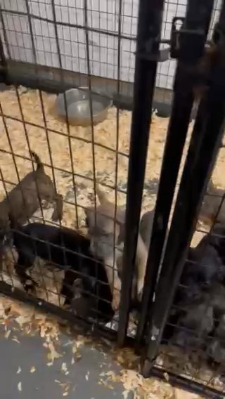 Cane Corso Puppies in Fayetteville, North Carolina